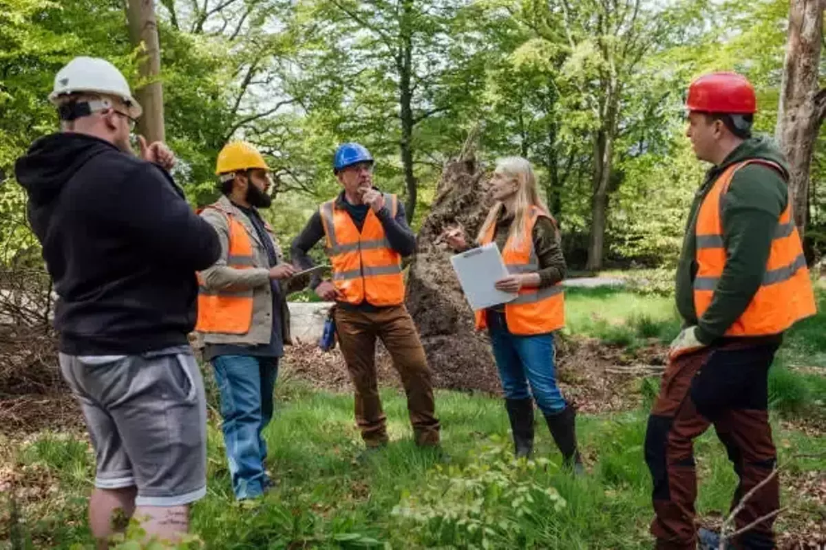 Toronto arborist report process