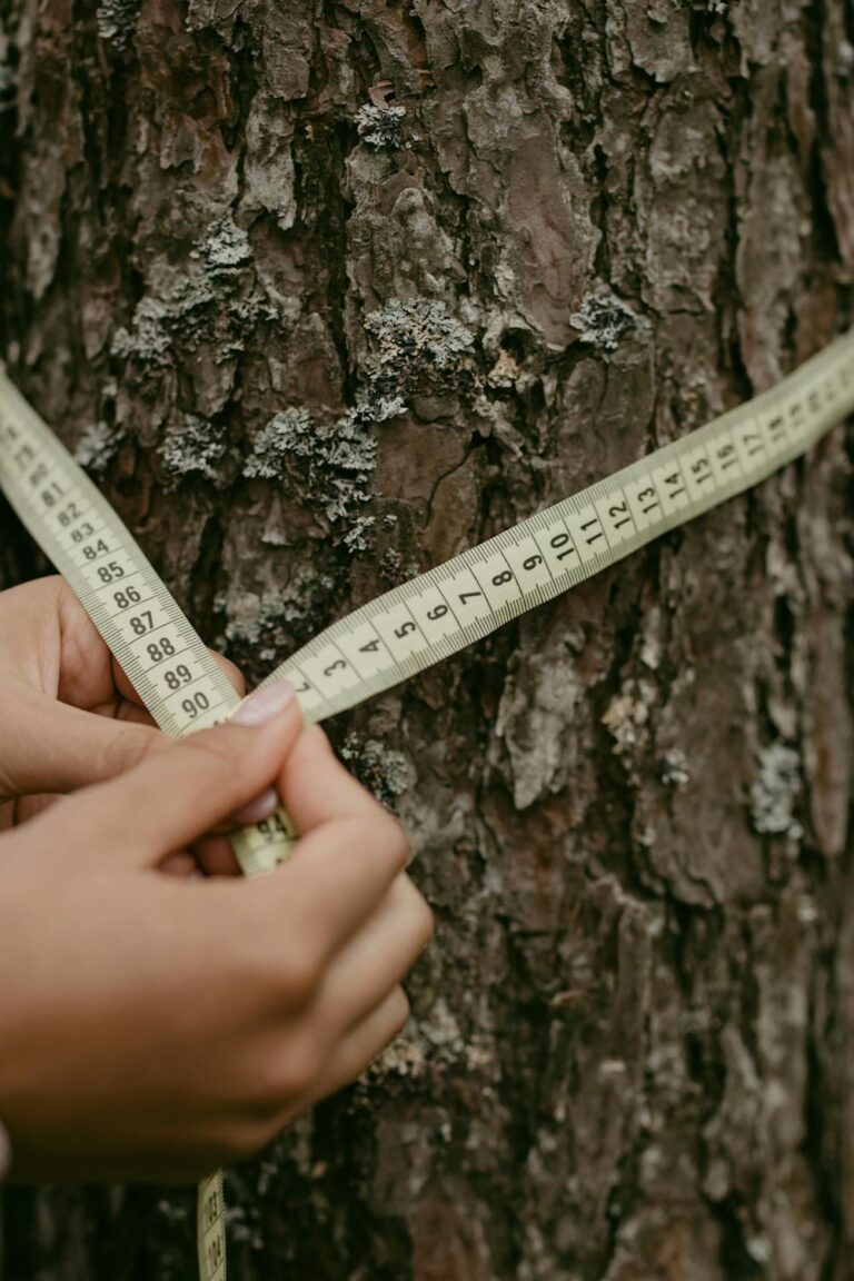 What Does an Arborist Report for Construction Permit Applications Look Like? What to Expect…