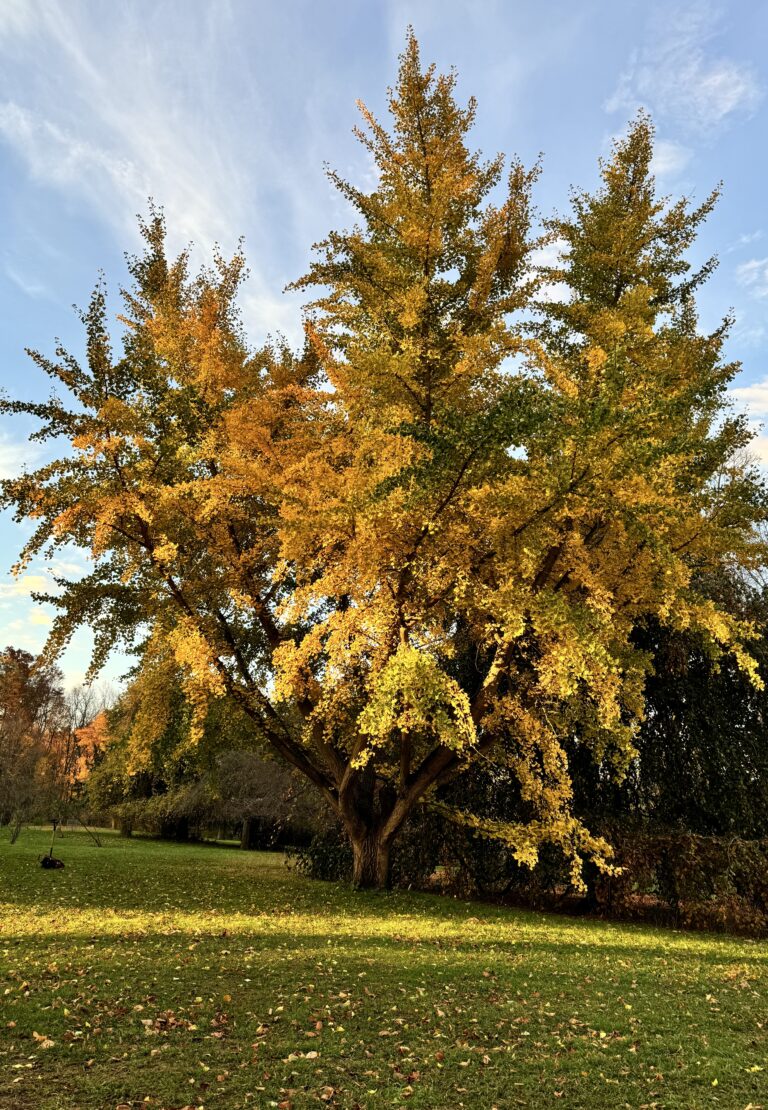 Why Tree Preservation is Important in Urban Construction: A Guide for Toronto Designers and Developers