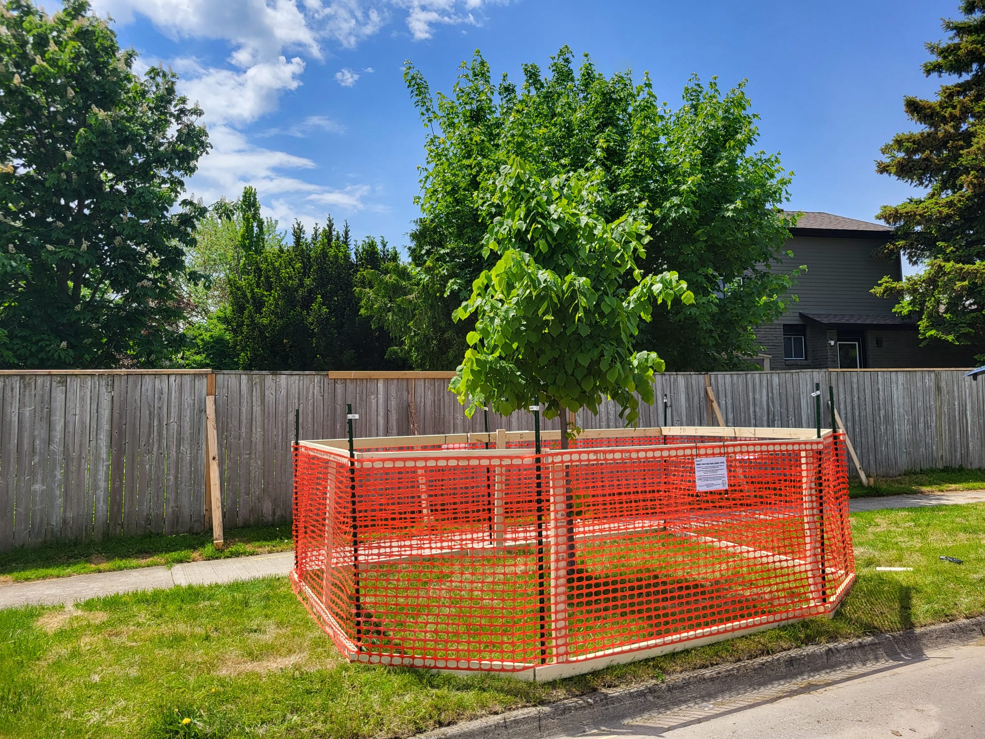 Mastering Tree Protection Zones: A Practical Guide to Tree Longevity After Construction
